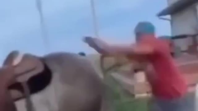 The horse did the right thing