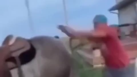 The horse did the right thing