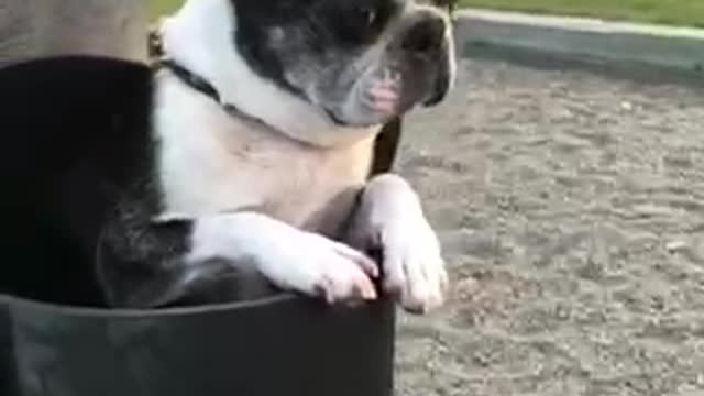 Frenchie in a swingset black and white dog on swing