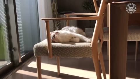Beautifull furry and funny babie