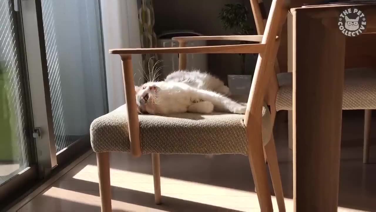 Beautifull furry and funny babie