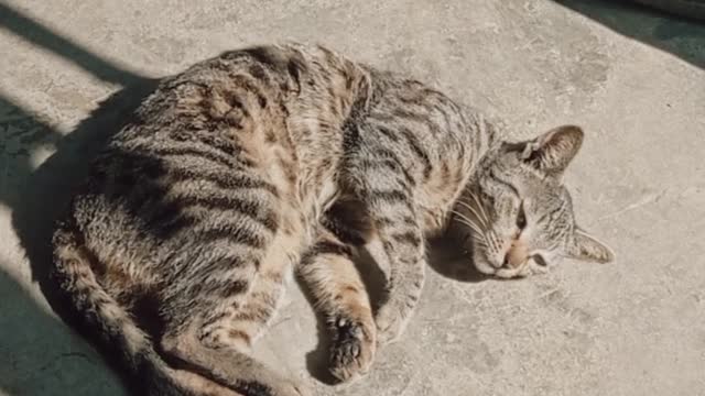Funny cat🐱 video