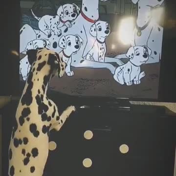 Dálmata adora ver '101 Dálmatas' en TV