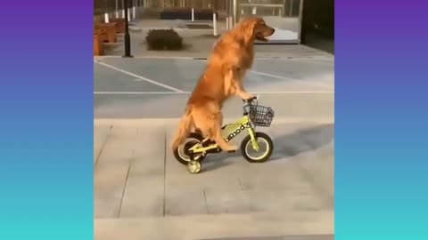 Dog riding a bicycle/funny Dog