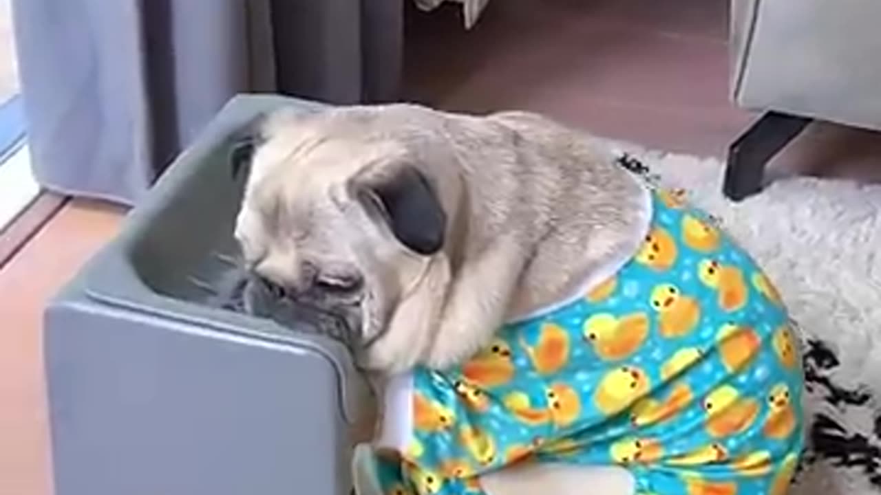 Funny pug