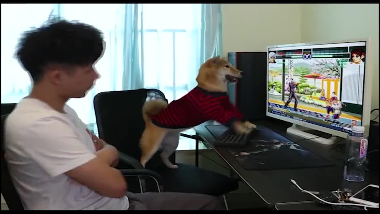 Shiba Inu plays Pc