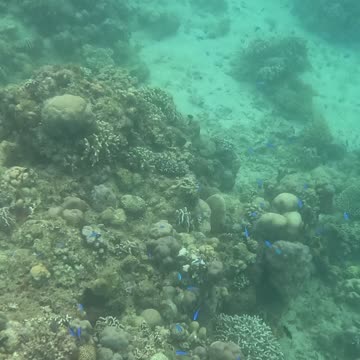 Snorkeling Adventures Philippines. Amazing new coral growth!