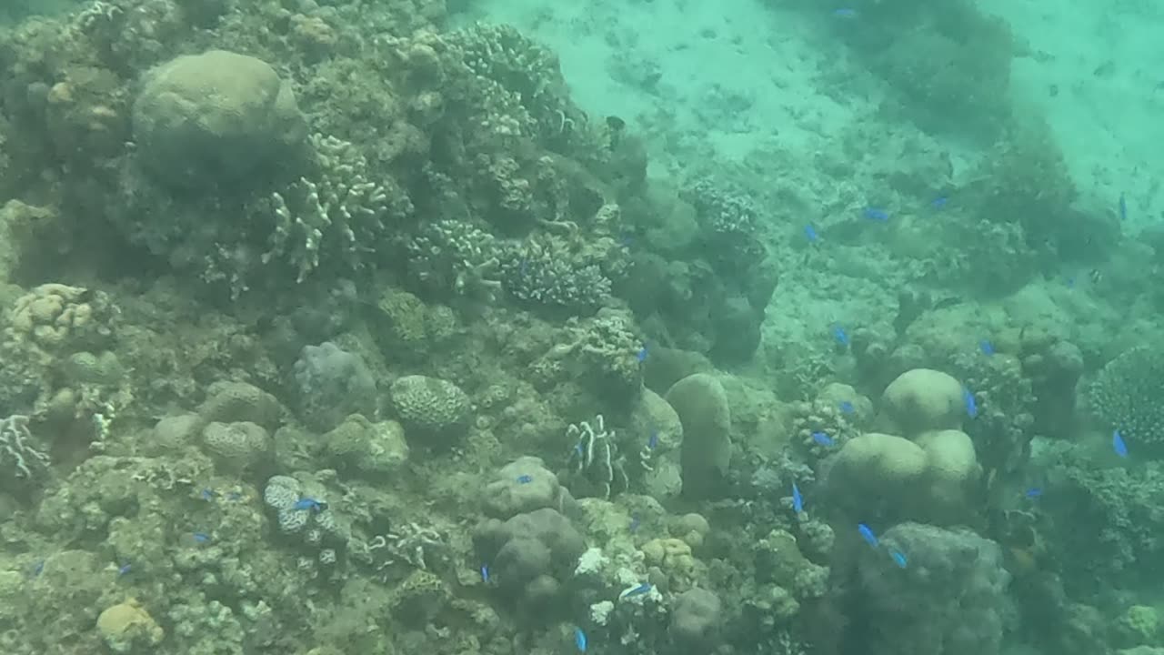 Snorkeling Adventures Philippines. Amazing new coral growth!