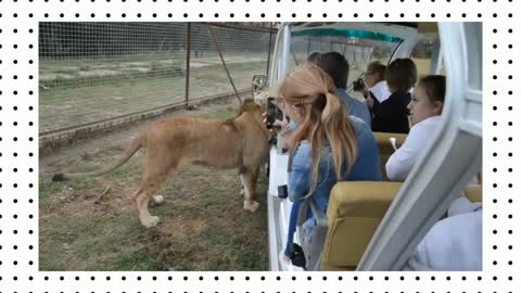 Visitors did_not expect lion for this moments.