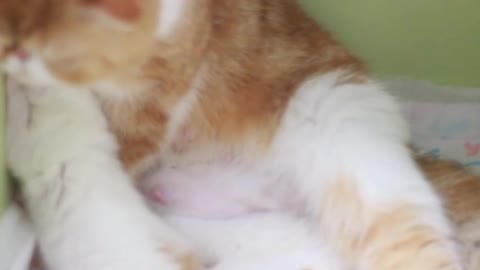 The lovely baby Garfield and its mother part three