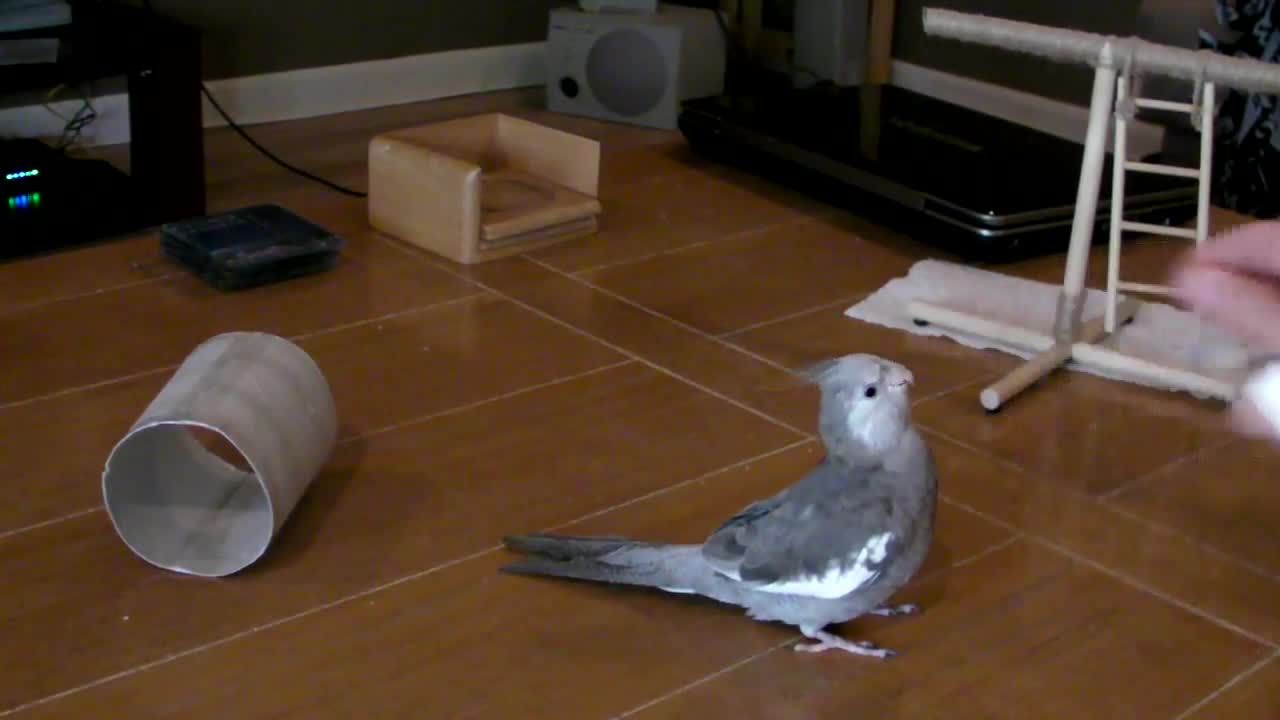 Bird Tricks in 1 Minute