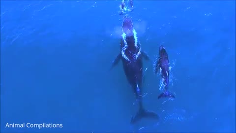 Wild Dolphins Swimming in HD Compilation