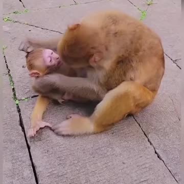 Mother monkey playing with their Baby