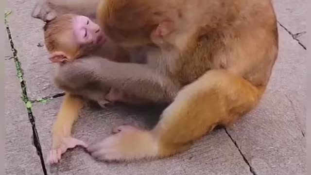 Mother monkey playing with their Baby