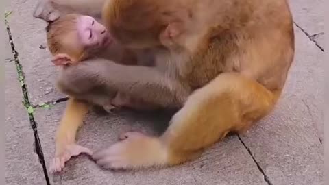 Mother monkey playing with their Baby