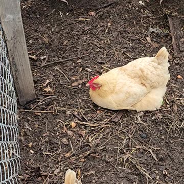 OMC! Hen lays down and goes to sleep on me while making a video!