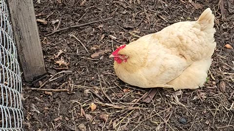 OMC! Hen lays down and goes to sleep on me while making a video!