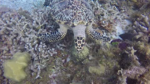 Turtle vs Damselfish