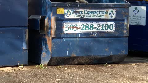 Man Helps Rescue a Racoon Stranded in Dumpster