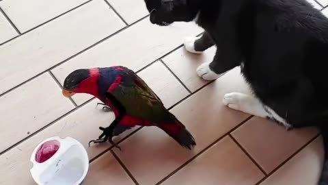 conversation between cat a parrot