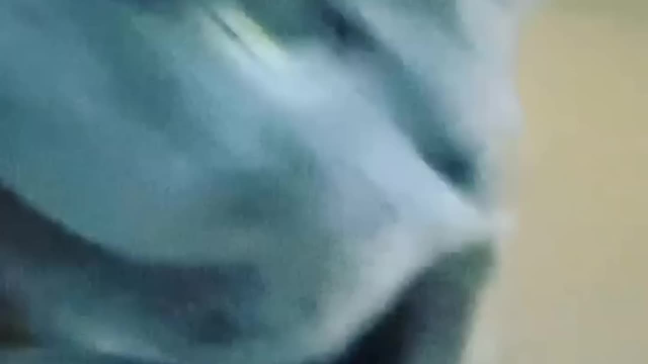 Horror Cat 😯😭😭😭😭😭😭