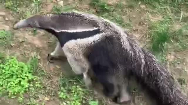 anteaters