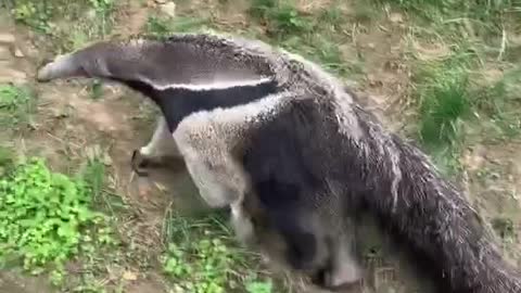 anteaters