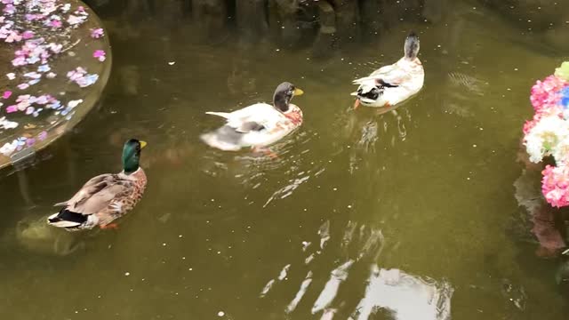 Duck family leisurely swimming in the lake