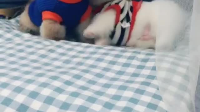 Cute Dog, Dog Playing Hide and Seek With Owner, Funny puppies😍