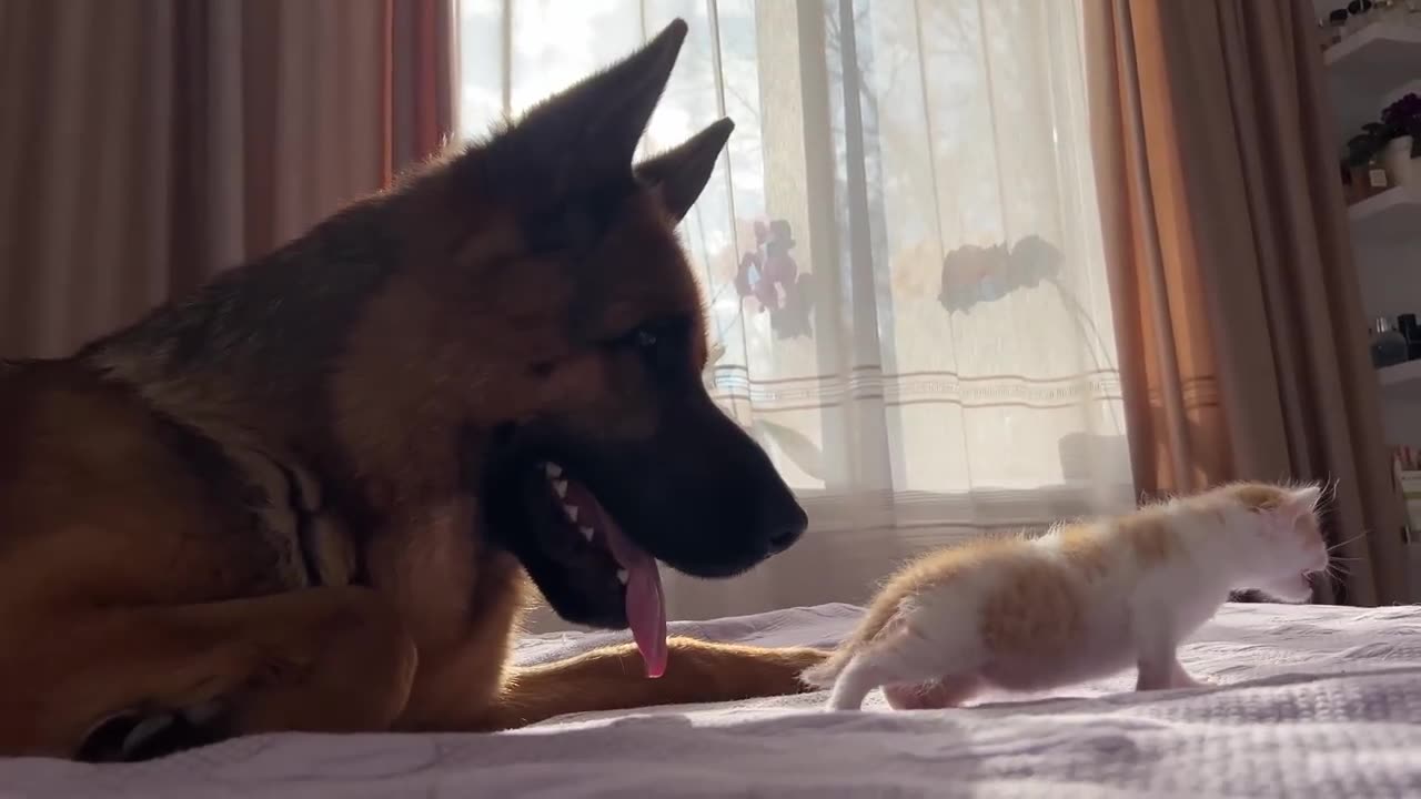 German Shepherd is Confused by the Meowing of a Tiny Kitten