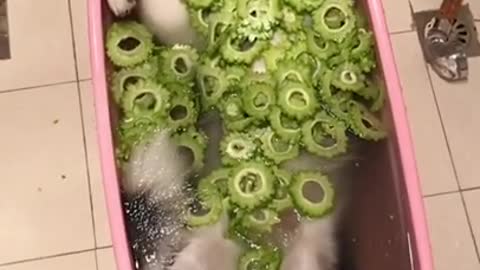 สุนัข,funny animal,cute dog,funny animals,funny animal videos,cute dogs,