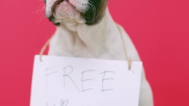 Cute Puppy With a Sign Sitting on a Stool