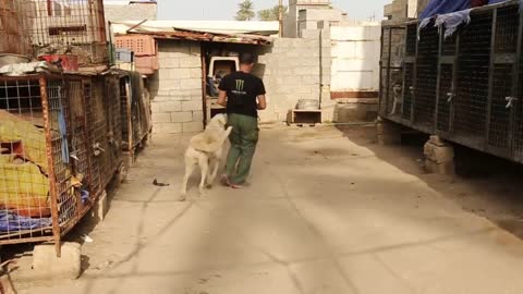 Take control of a ferocious dog and tame it