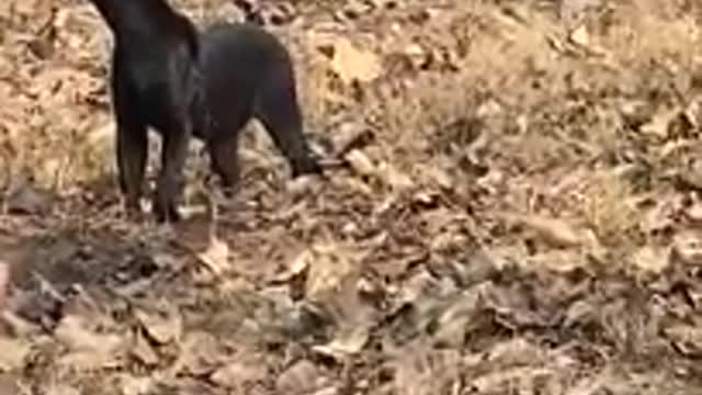 #short Very Rare Black Panther Climb on Tree