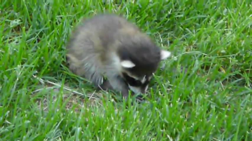 A baby raccoon decided to a nap in my backyard