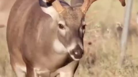 majestic deer