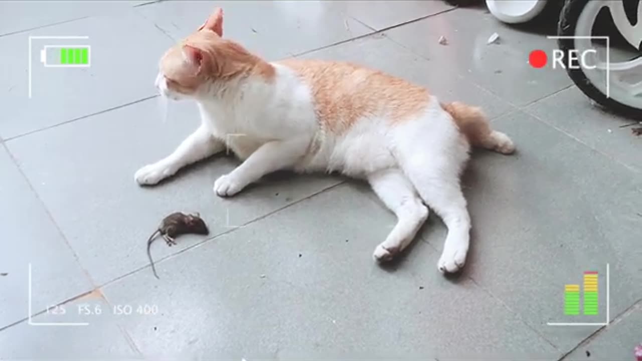 Orange Cat Playing With Mouse After Catching