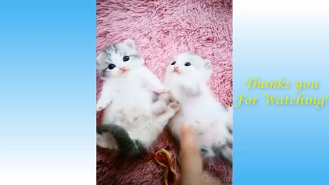 Cute Pets And Funny Animals Compilation 2020