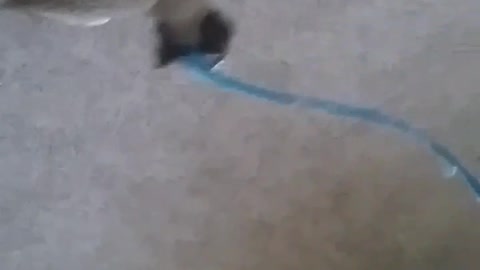 Martin meow