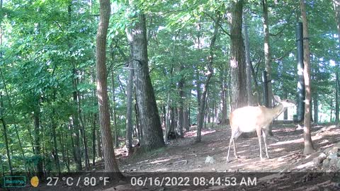 The Woods - 06/16/2022