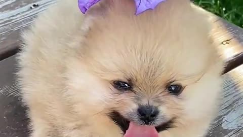 Cutes dogs | Cutest dog in the world | Cute dogs clips