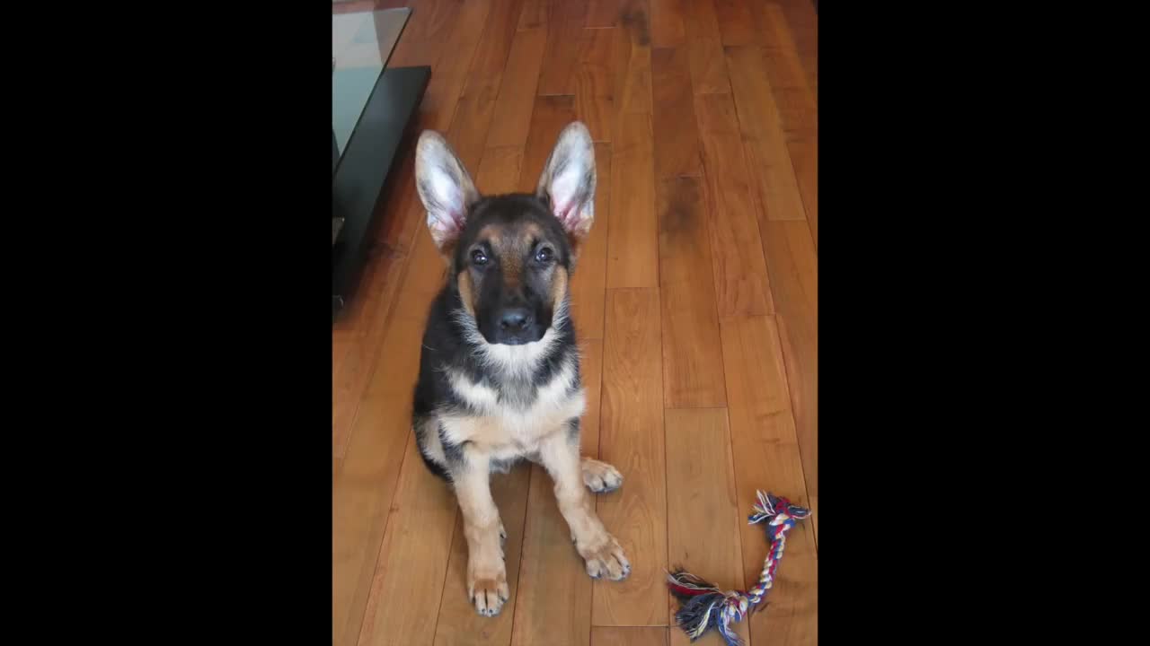 Time lapse: German Shepherd growth from 8 weeks to 1 year