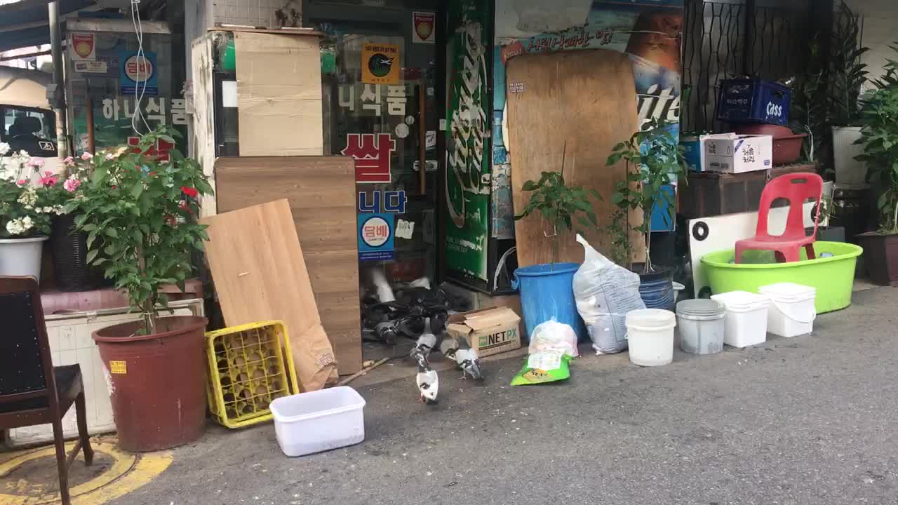 Thousands of pigeons have attcked the store!