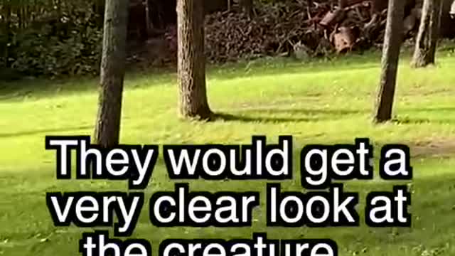 PARANORMAL creature captured on camera! . (FOR ENTERTAINMENT PURPOSES ONLY)