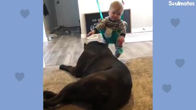 inspiring video of Baby Grows Up With His 125-Pound Dog