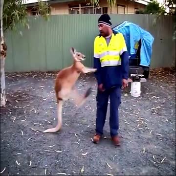 Kangaroo beats a man