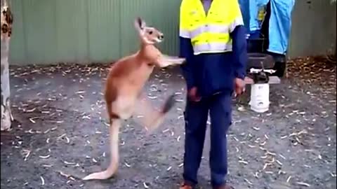 Kangaroo beats a man