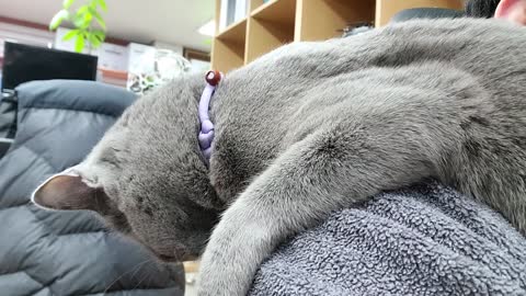 cute Russian Blue cat / name: MARI (female)