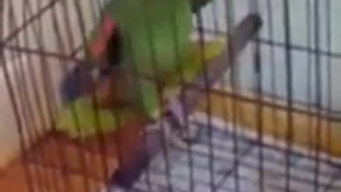 Dance Parrot