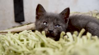 Cute Black Kitten In My House